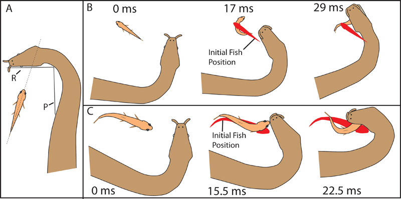 tentacled snake reflexive C-start response